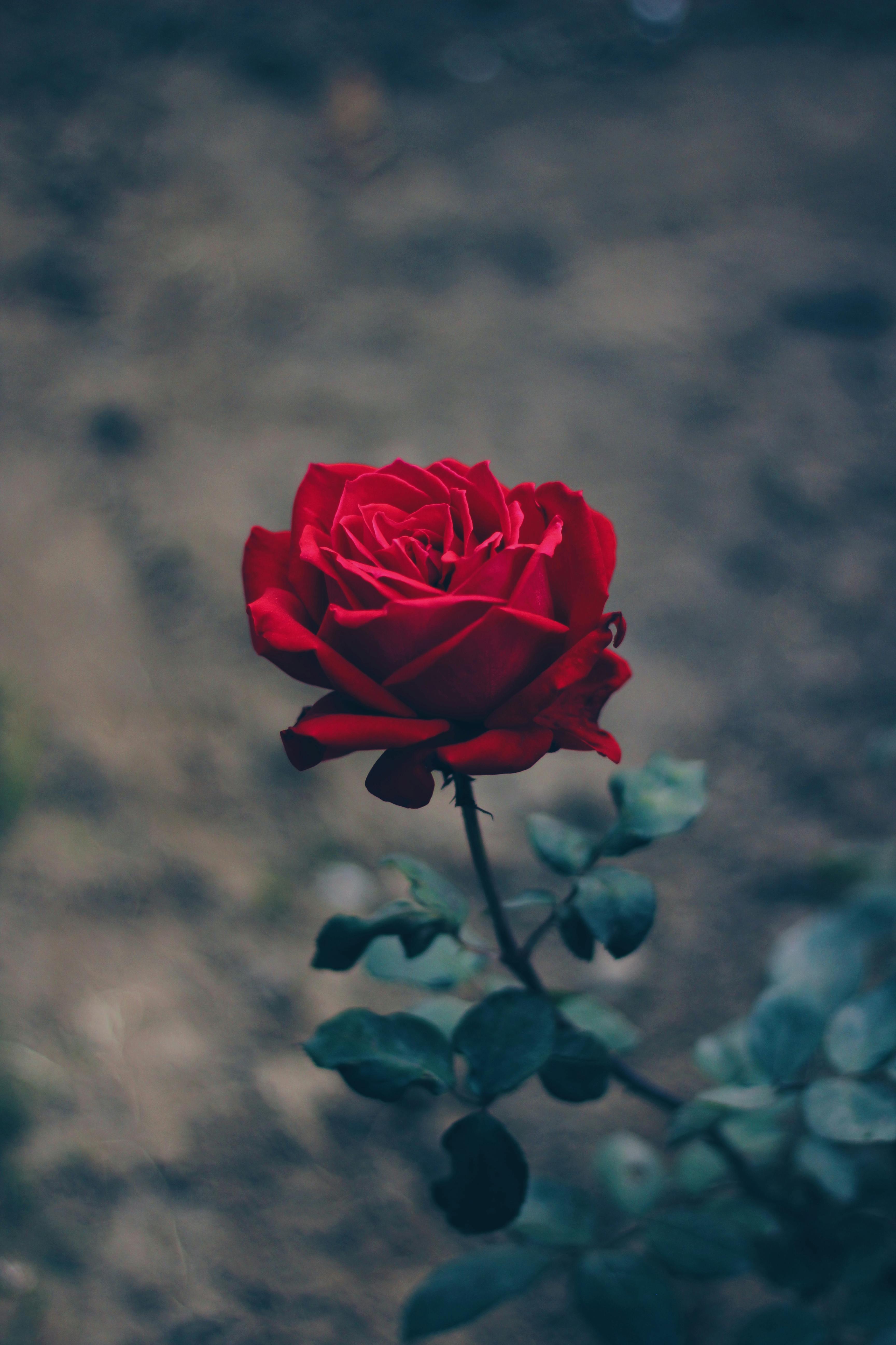 One rose meaning by clapham flowers